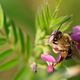 Bourdon - Bombus pratorum