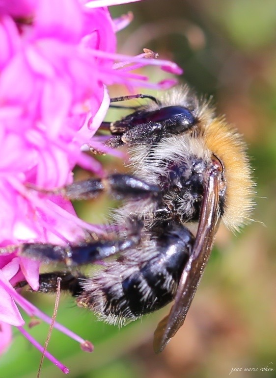Bourdon - Bumblebee