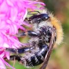 Bourdon - Bumblebee