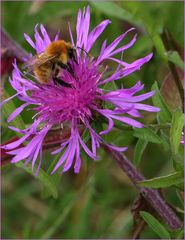 Bourdon butineur -- Honigsammelnder Hummel