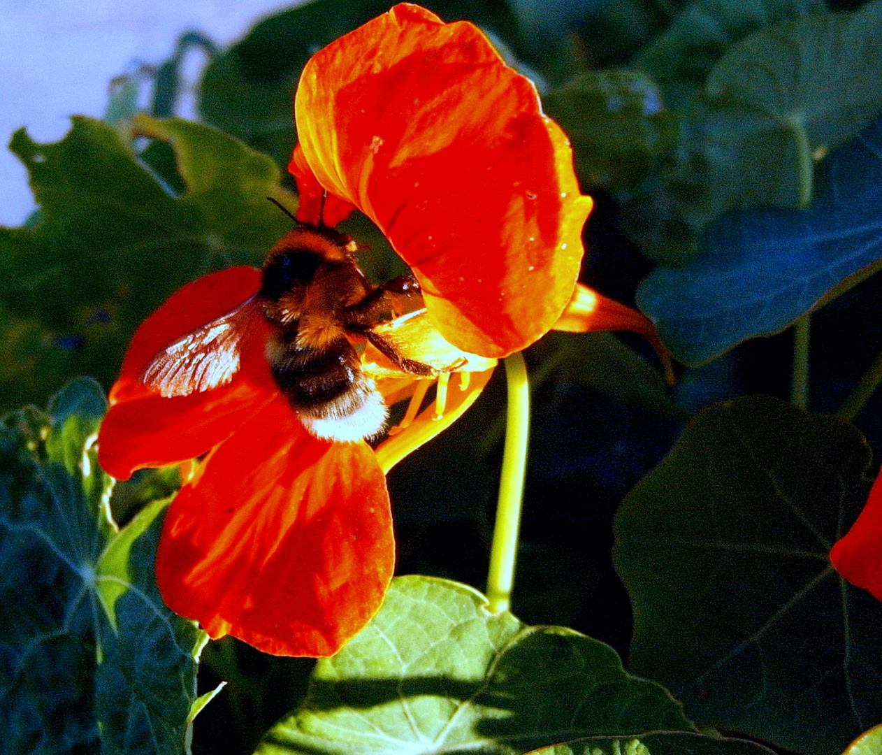 bourdon capucine