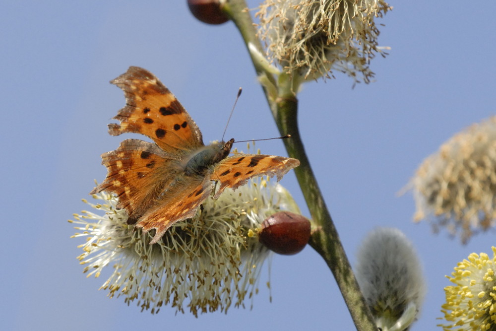 bourdon ----coccinelle