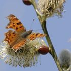 bourdon ----coccinelle