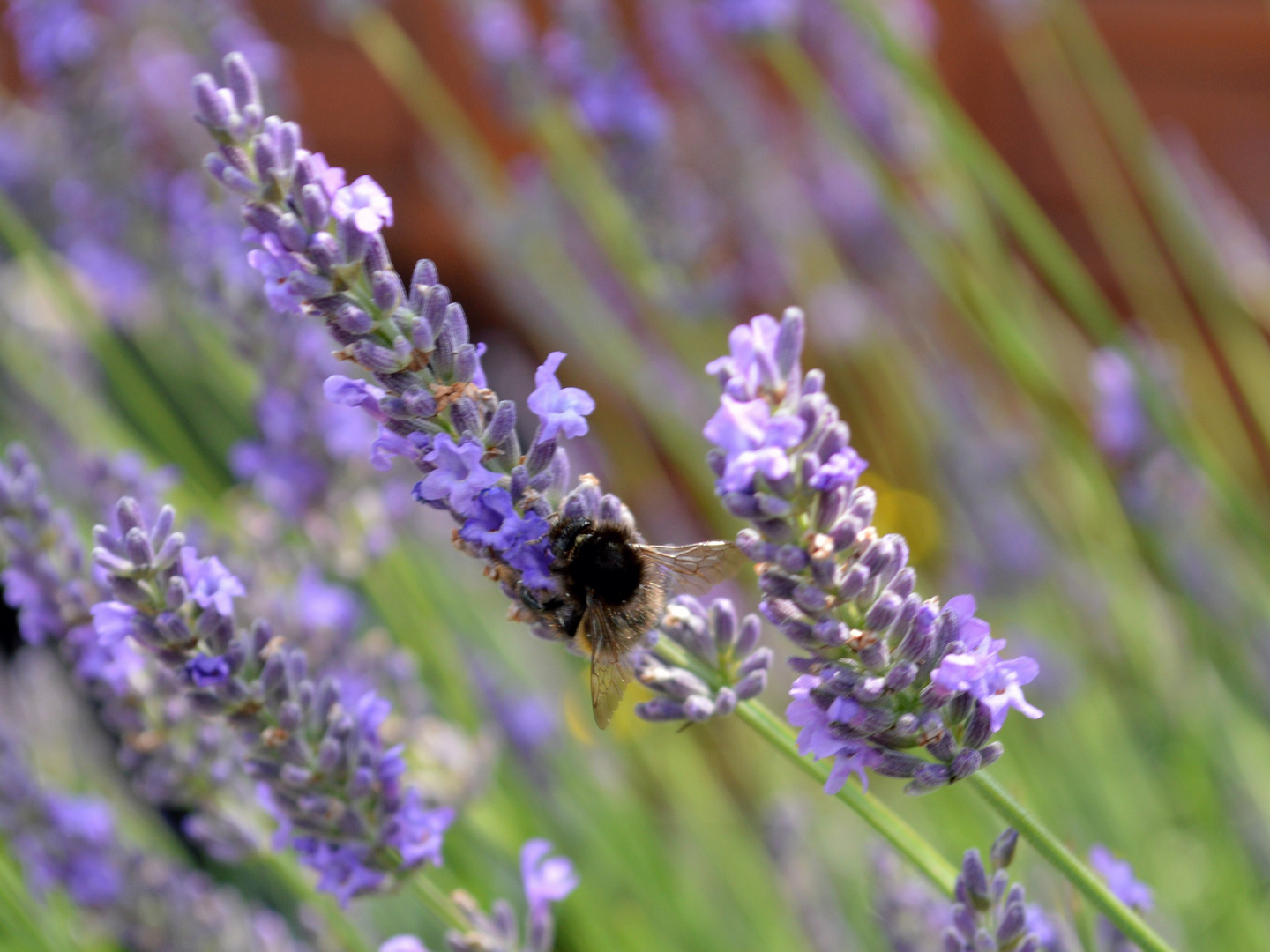 Bourdon dans les lavandes - Jardin