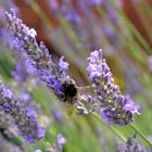 Bourdon dans les lavandes - Jardin