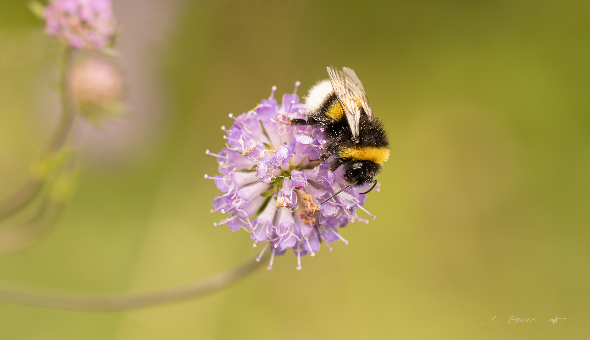 Bourdon des champs