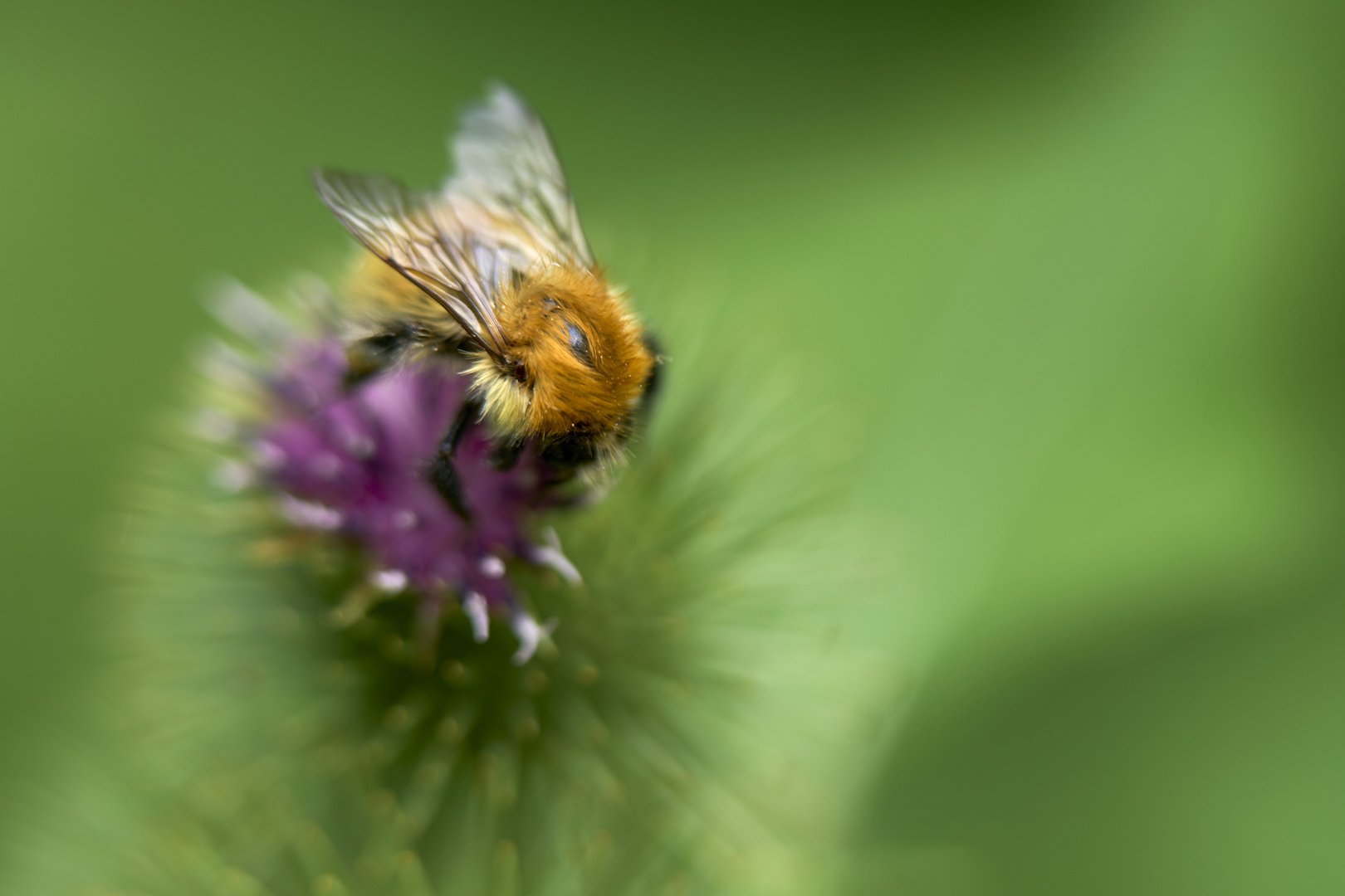 Bourdon des champs