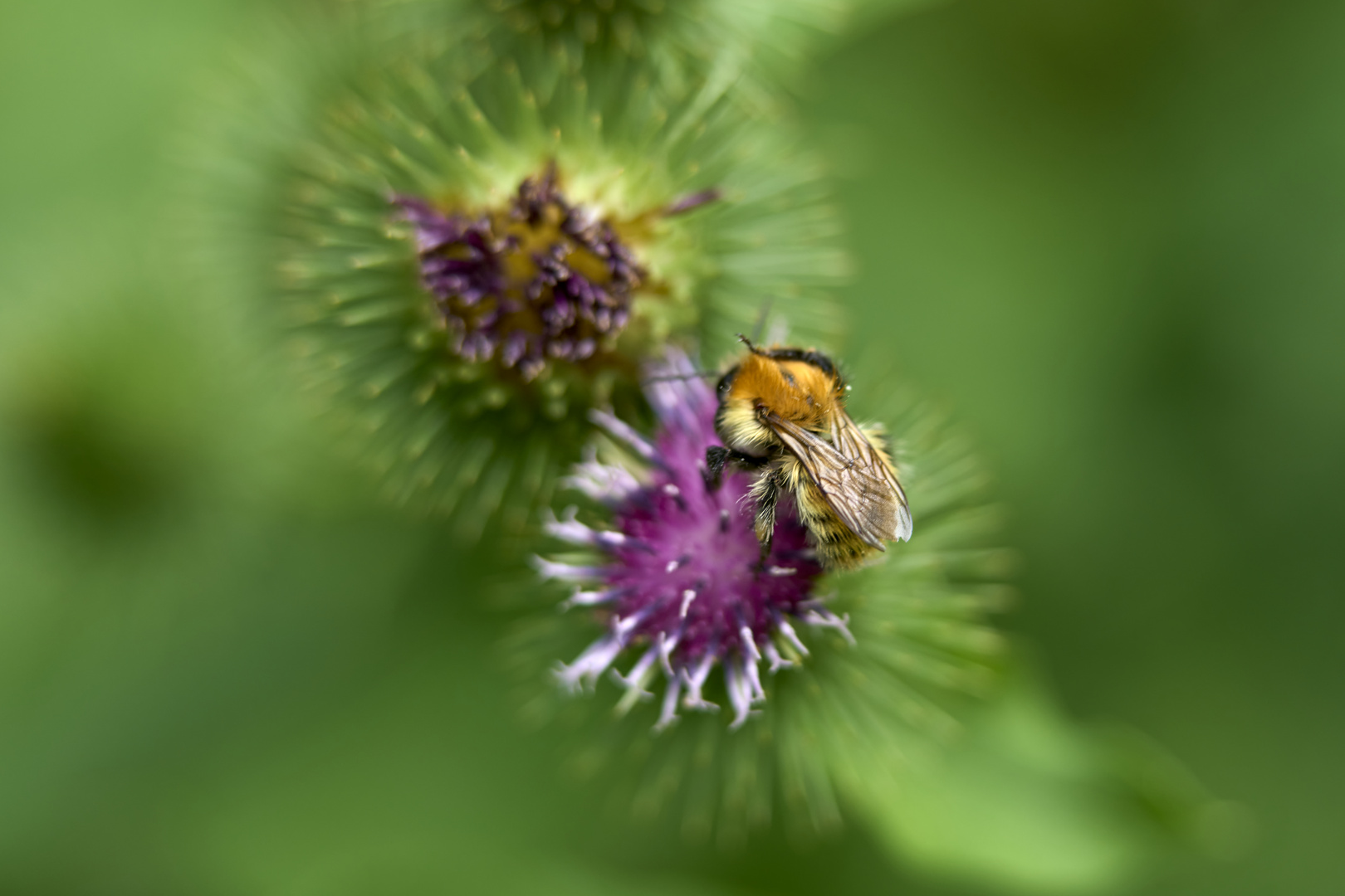 Bourdon des champs