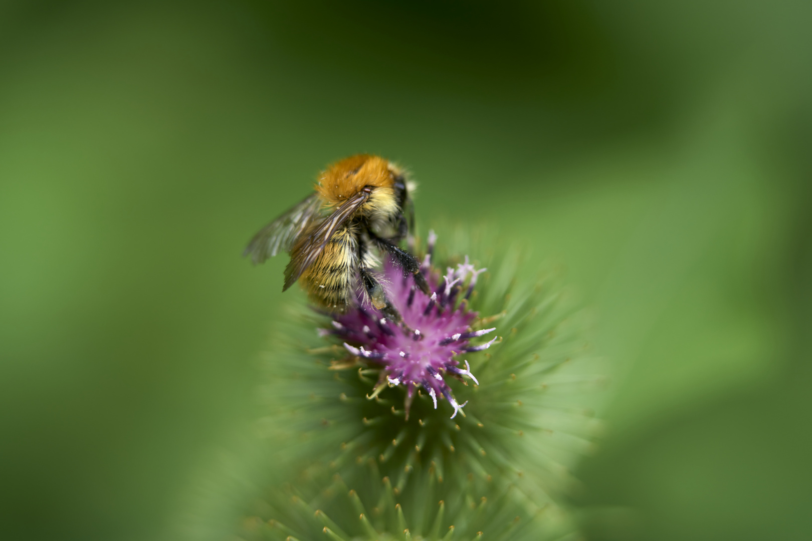 Bourdon des champs