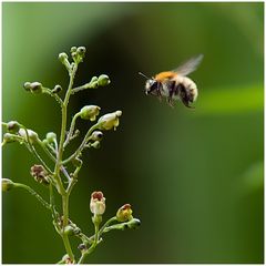 Bourdon des champs_01