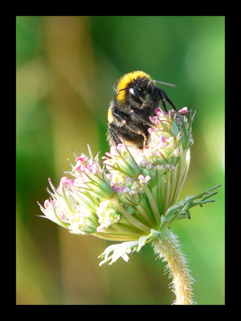 Bourdon du matin...