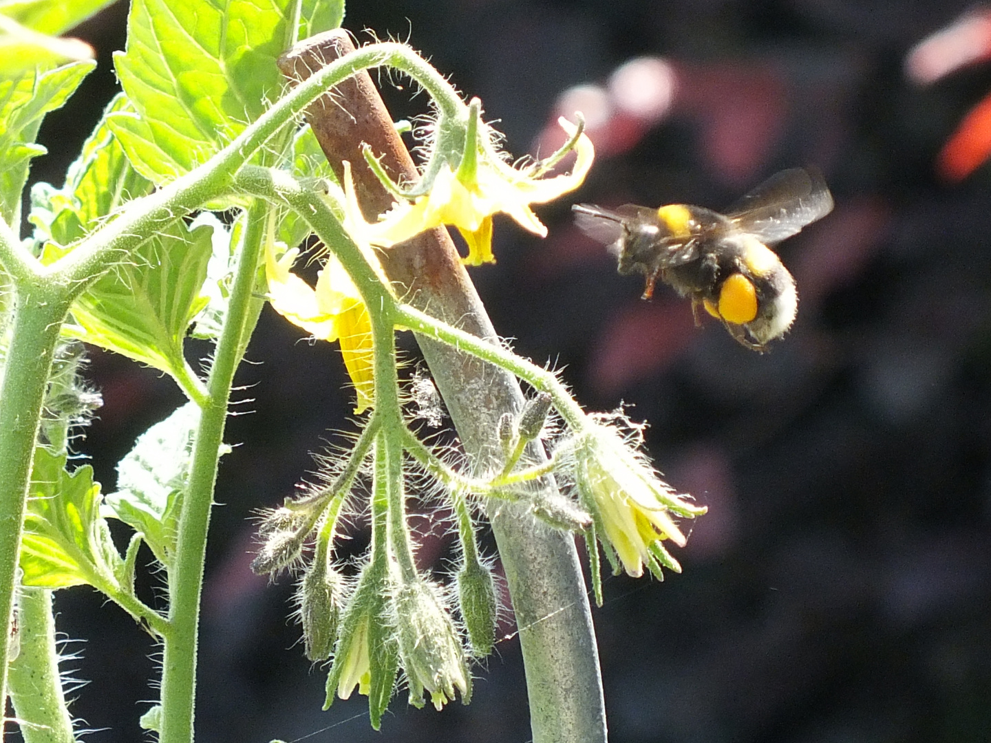 bourdon en approche