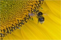 Bourdon et tournesol