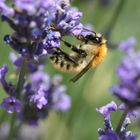 Bourdon jaune