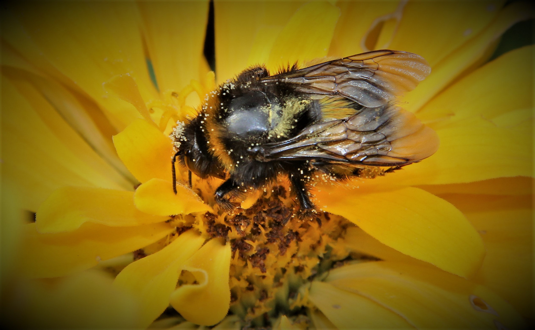 Bourdon pollinisateur