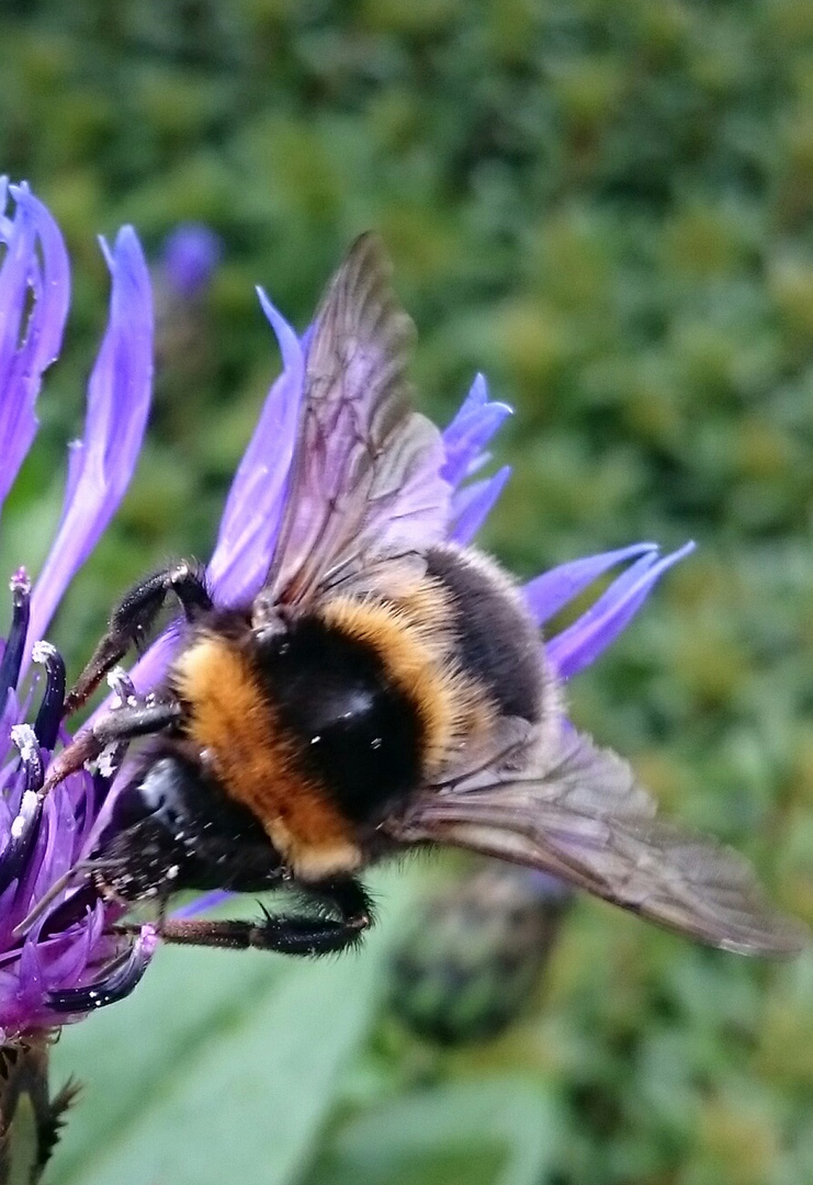 bourdon sur centaurée 2