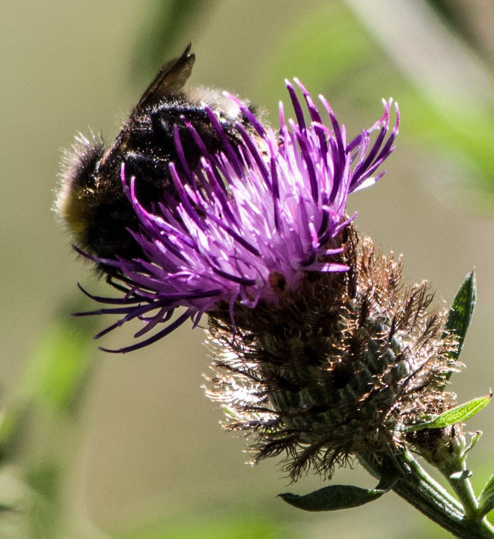 bourdon sur centaurée