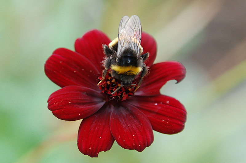 Bourdon sur Cosmos !