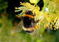 Bourdon sur fleur de tilleul.