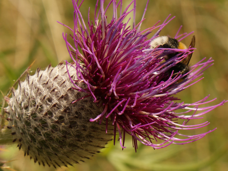 Bourdon sur fleur violette.