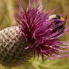 Bourdon sur fleur violette.