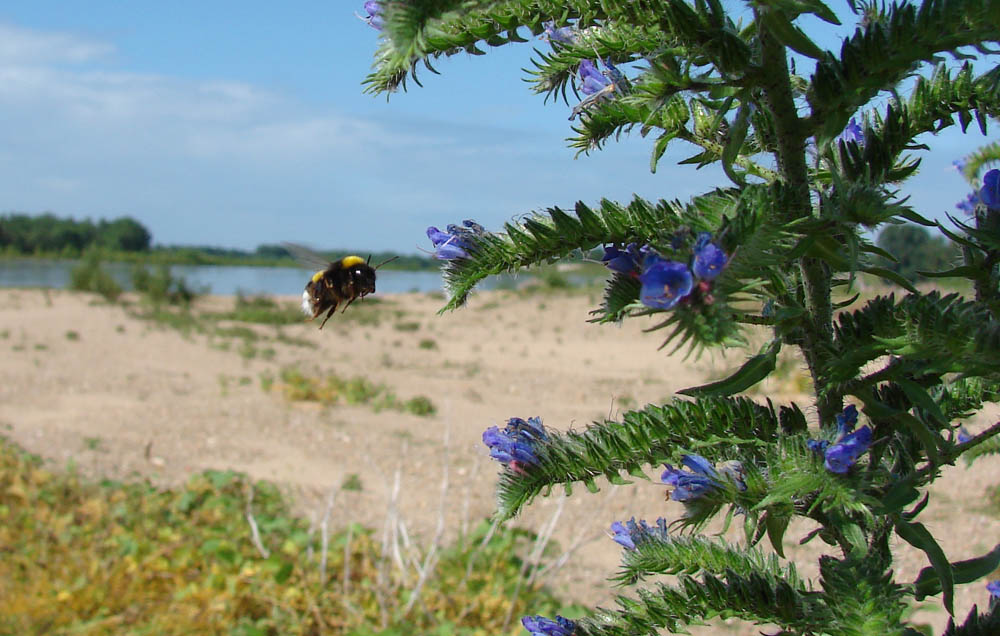 bourdon sur fond de Loire