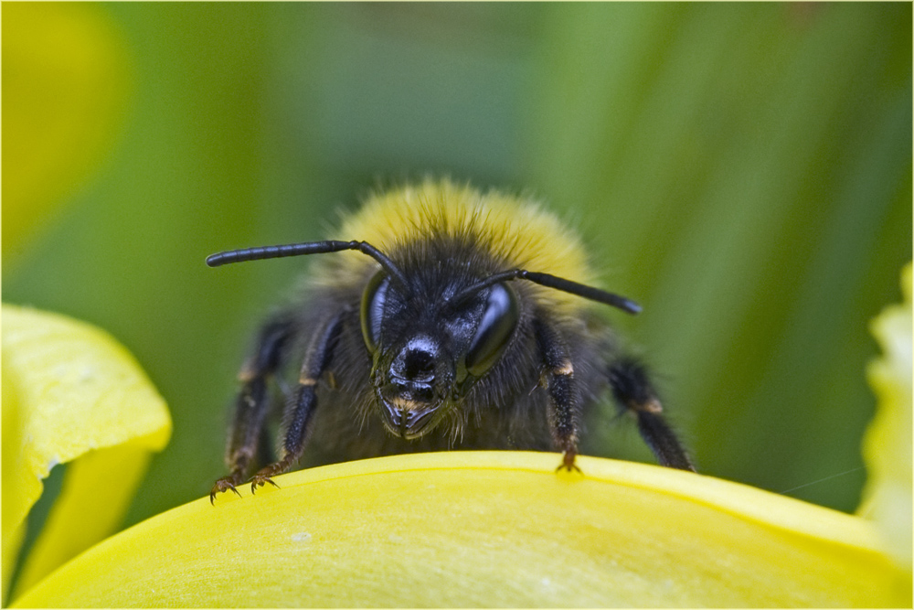 Bourdon sur iris des marais (2)