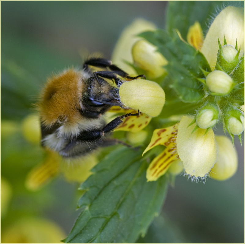 Bourdon sur lamier jaune