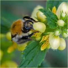 Bourdon sur lamier jaune