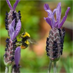 Bourdon sur lavande papillon