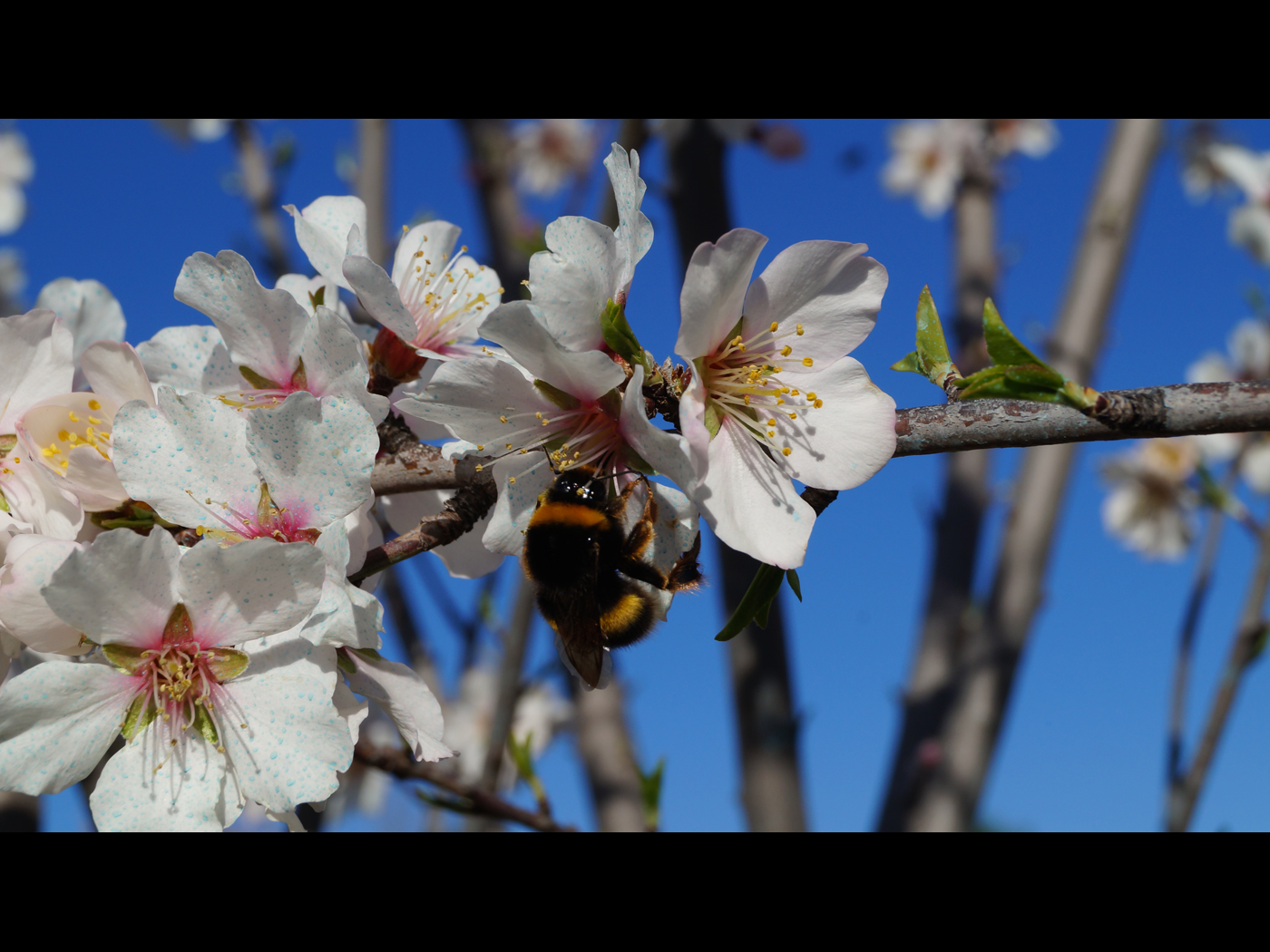 bourdon sur le cerisier