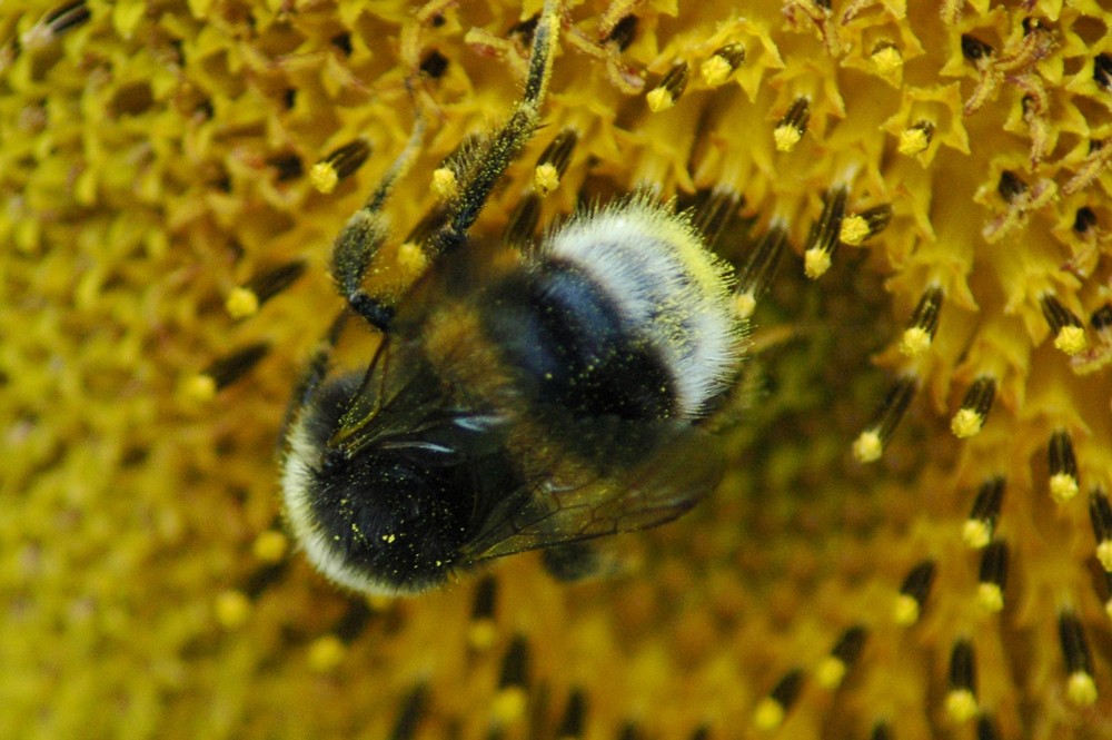 bourdon sur tournesol