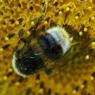 bourdon sur tournesol