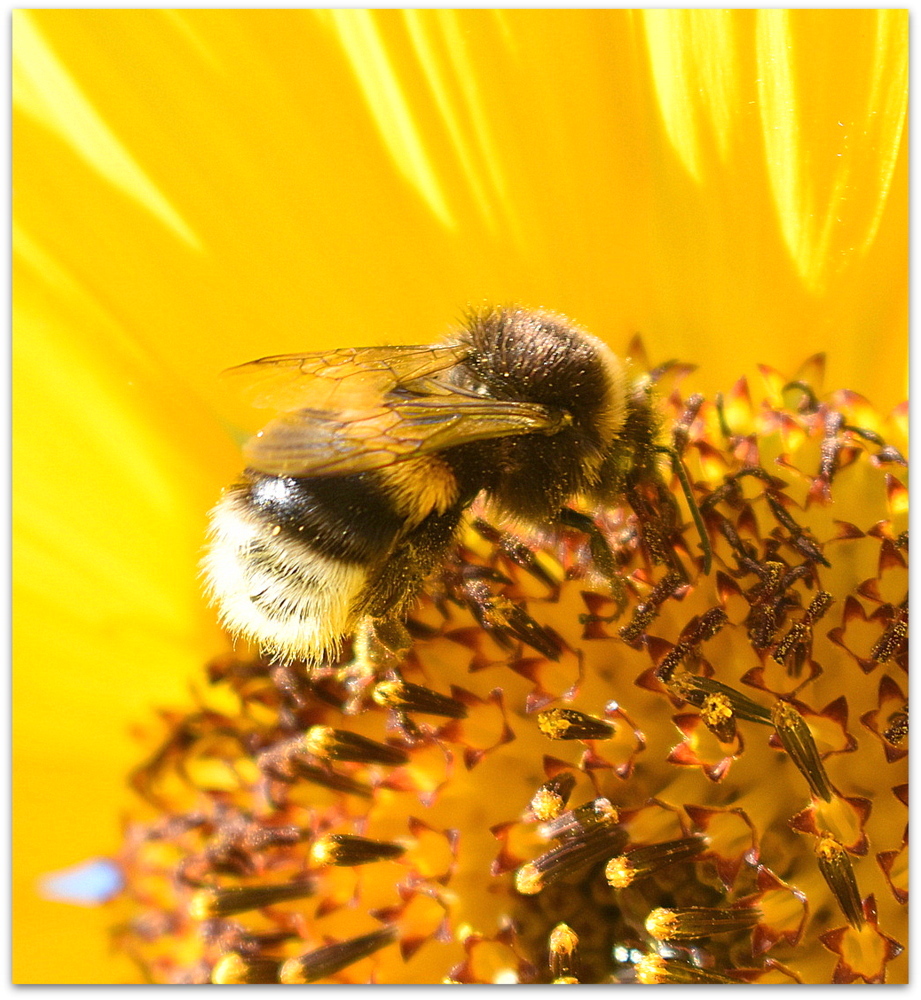 bourdon sur un tournesol