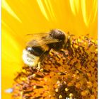 bourdon sur un tournesol