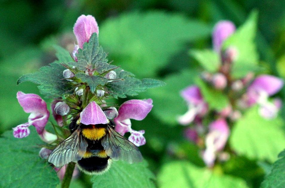 Bourdon Terrestre - Bombus Terrestris