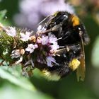 Bourdon terrestre géant