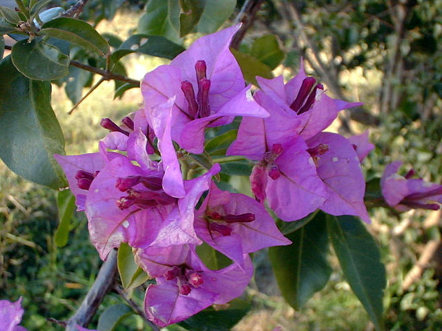 Bourgainvillea