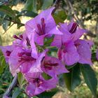 Bourgainvillea