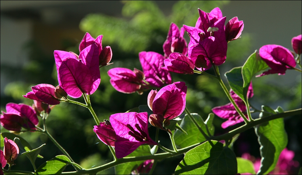 Bourgainvillea