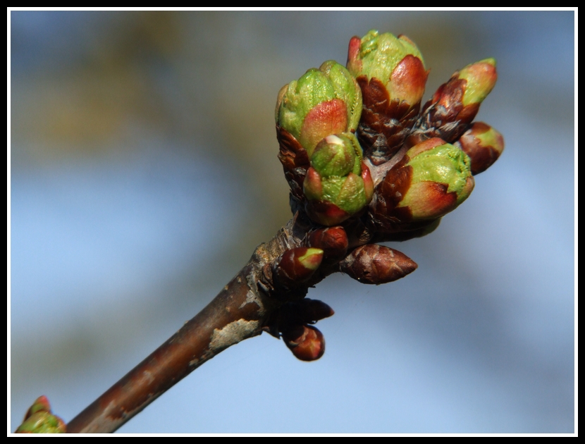 Bourgeon de cerisier