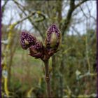 Bourgeon de lilas