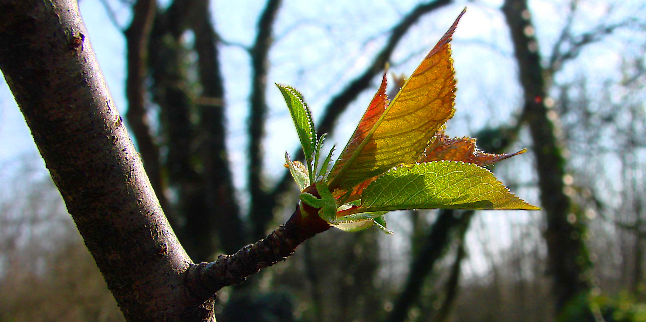 Bourgeon de merisier