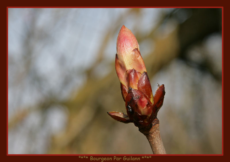 °*°* Bourgeon Du Printemps *°*°