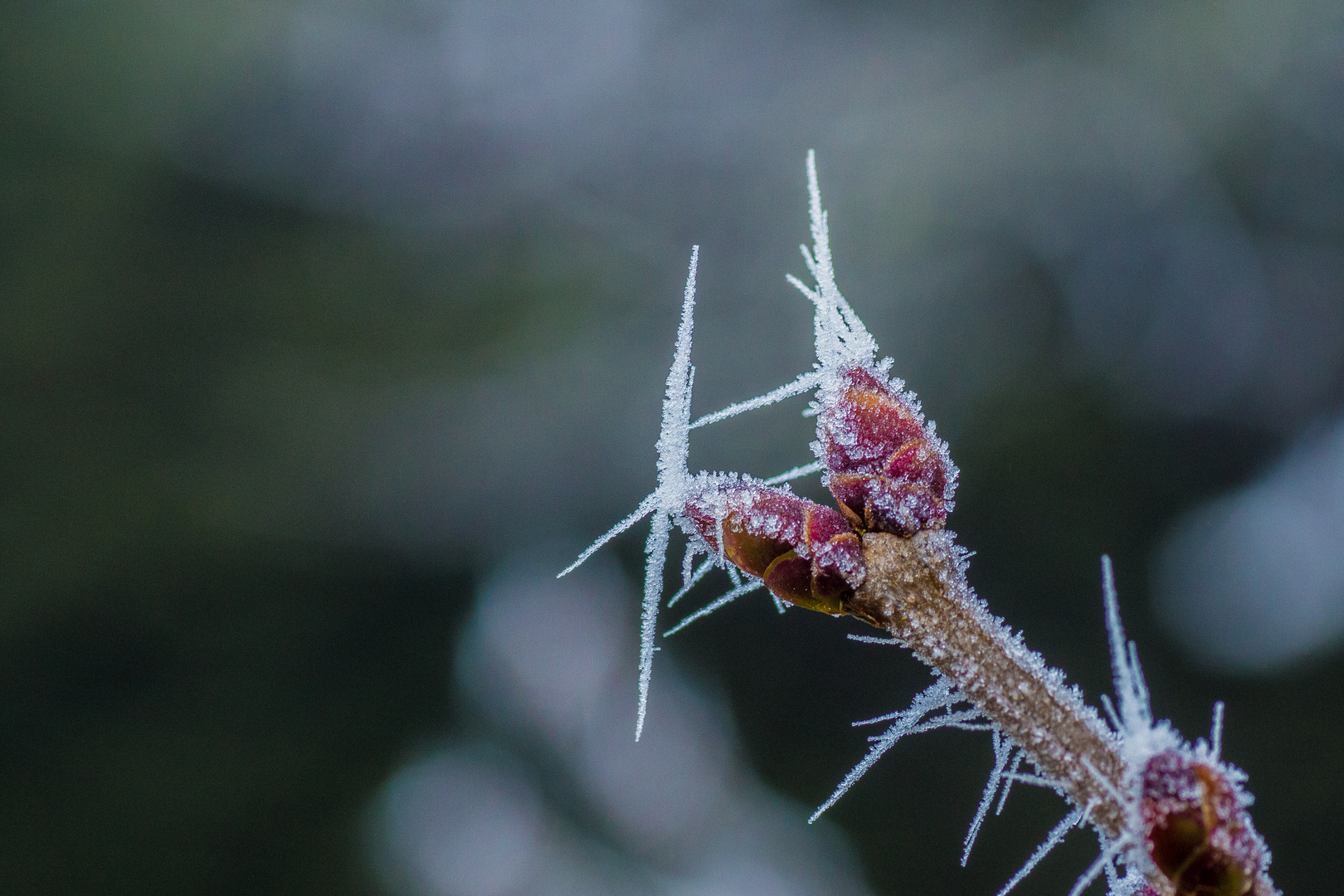 bourgeons