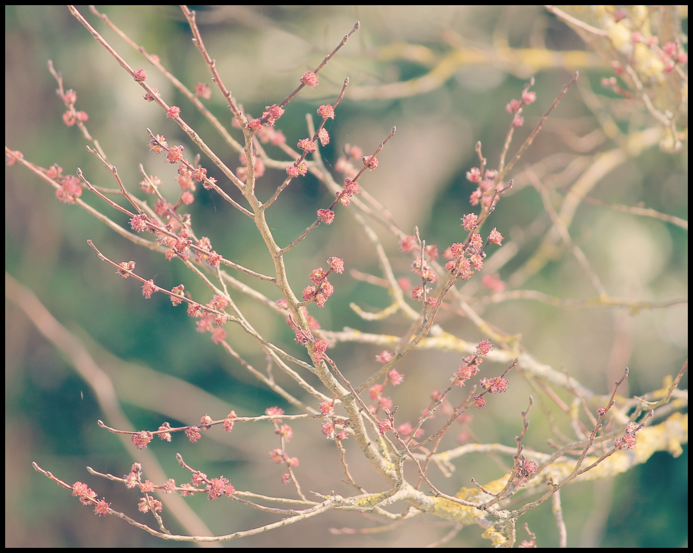 bourgeons