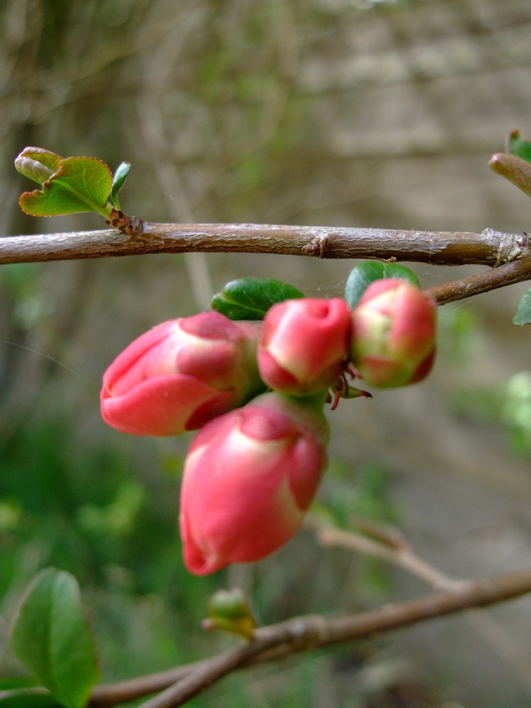 bourgeons de valentine78 