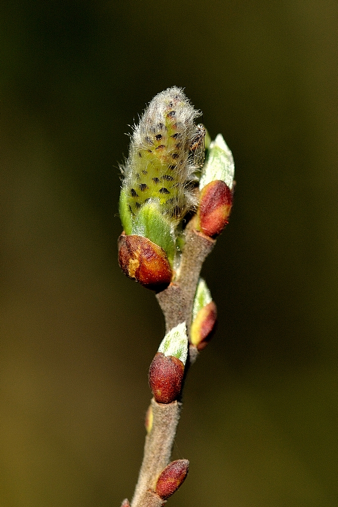 Bourgeons aux étangs de Desnes - Jura