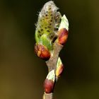 Bourgeons aux étangs de Desnes - Jura