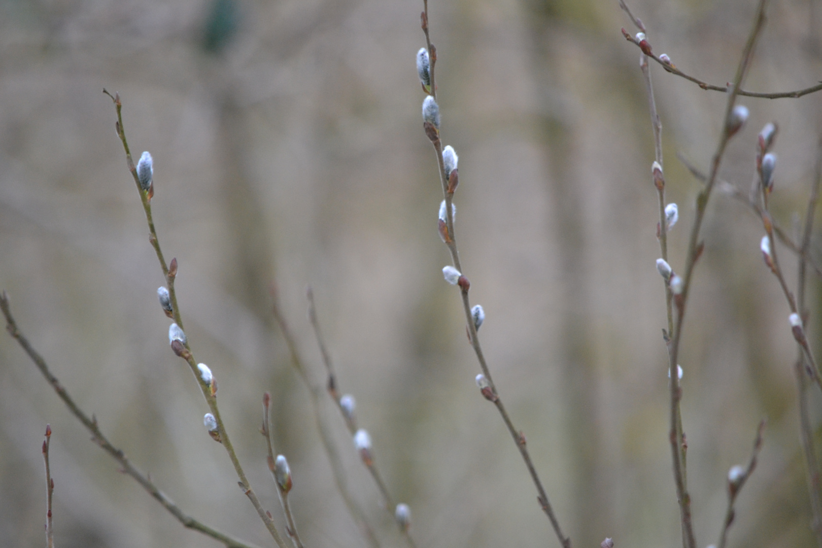 Bourgeons blancs